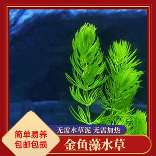 金鱼藻水草淡水水族箱鱼缸造景挂卵繁殖降低氨氮净化水质好养易活