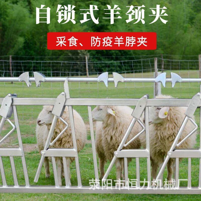 育肥羊舍3米7位自锁式羊颈夹 养殖设备热镀锌防疫颈夹栏杆