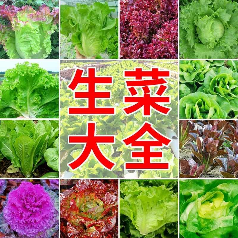 生菜种子大全四季奶生菜蔬菜油菜园生菜种籽玻璃紫叶农家软尾生菜