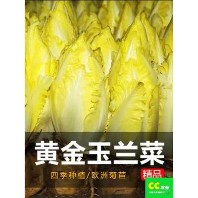 软化菊苣种子金玉兰菜种农家孑种籽盆栽阳台四季蔬菜孑根种蔬菜菜