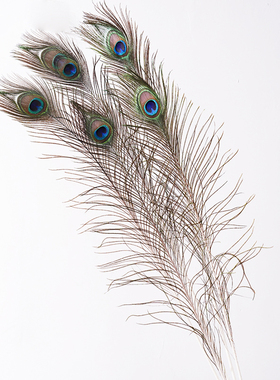 天然真孔雀羽毛翎尾大眼睛客厅摆件落地花瓶插花花器装饰拍摄道具