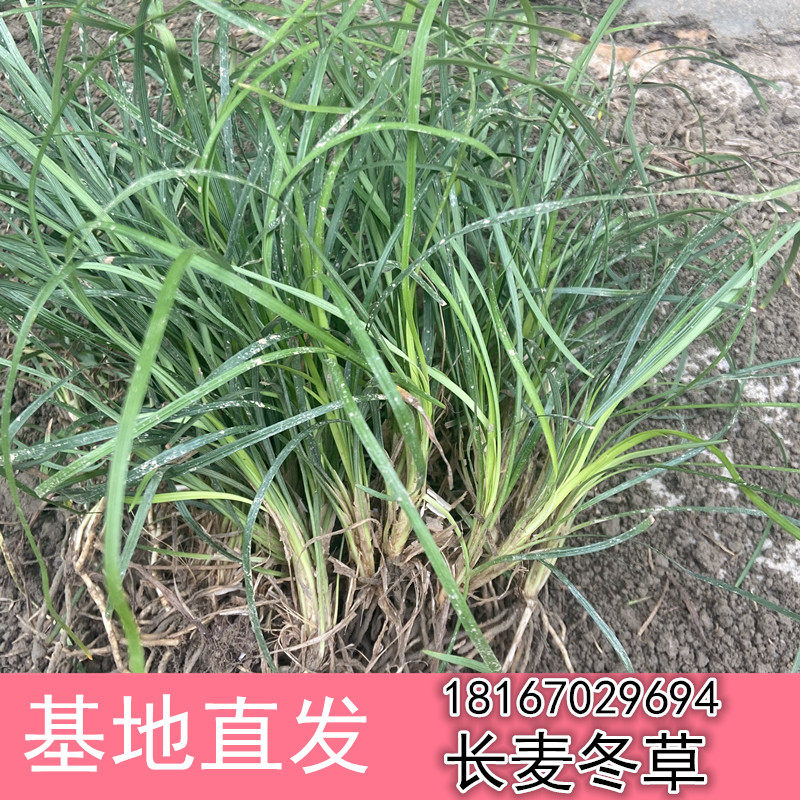 麦冬草金边日本矮麦冬吉祥草细叶草坪满铺植物色块带土别墅绿化