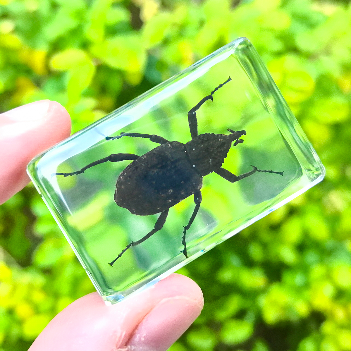 真实昆虫标本透明树脂创意小摆件蝎子蜘蛛知了甲虫幼儿园海洋动物