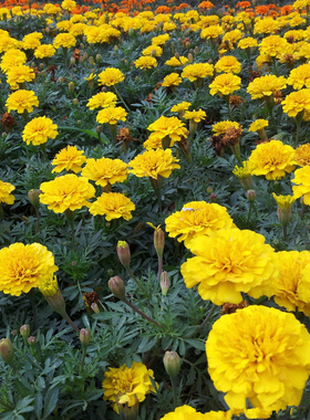 黄色孔雀草种子四季播种开花易活景观绿化耐寒花卉阳台庭院植物籽