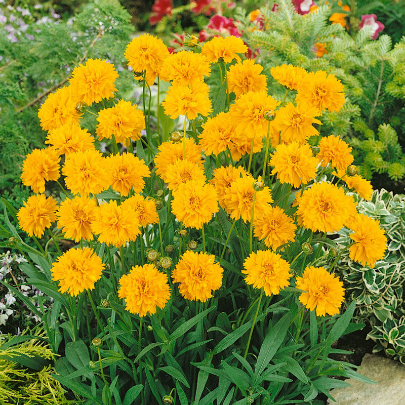 重瓣金鸡菊种子100粒金钱菊蜱花籽多年生花坛室外阳台盆栽春秋播