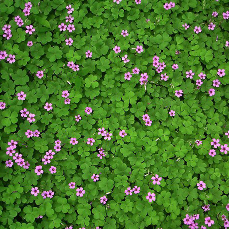 进口红白三叶草种子花籽四叶草幸运草坪牧草籽多年生易活果园绿肥