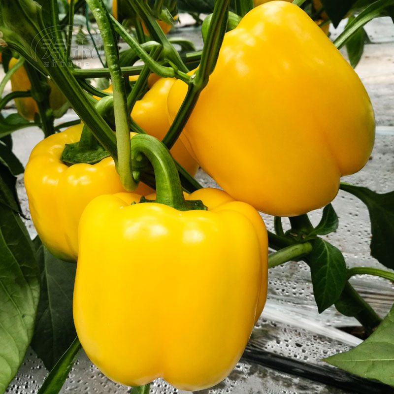 彩色甜椒黄色种子四季农家自种盆栽庭院南方种植可观赏蔬菜种籽孑