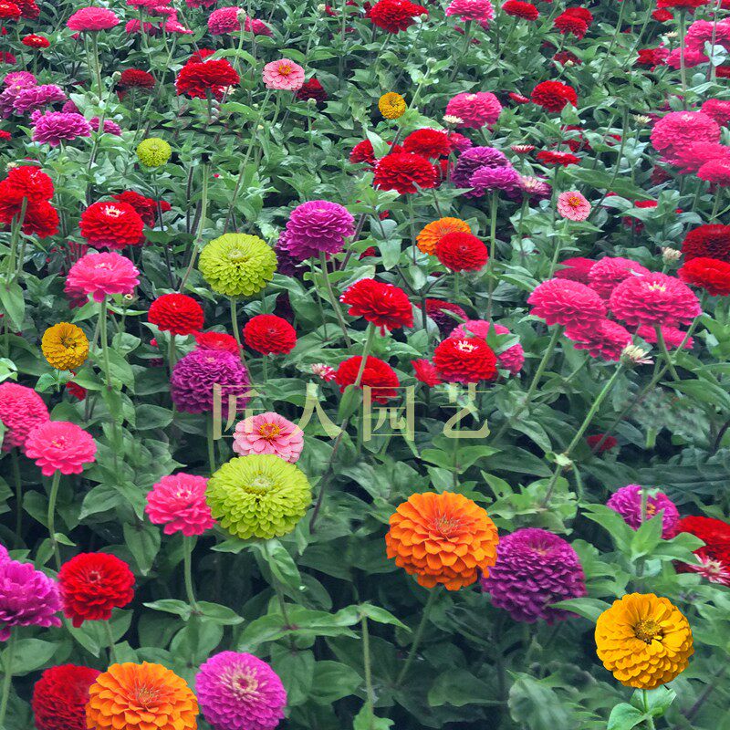 百日草花种子 四季易播步步高花卉种子景观花海百日菊花籽包邮