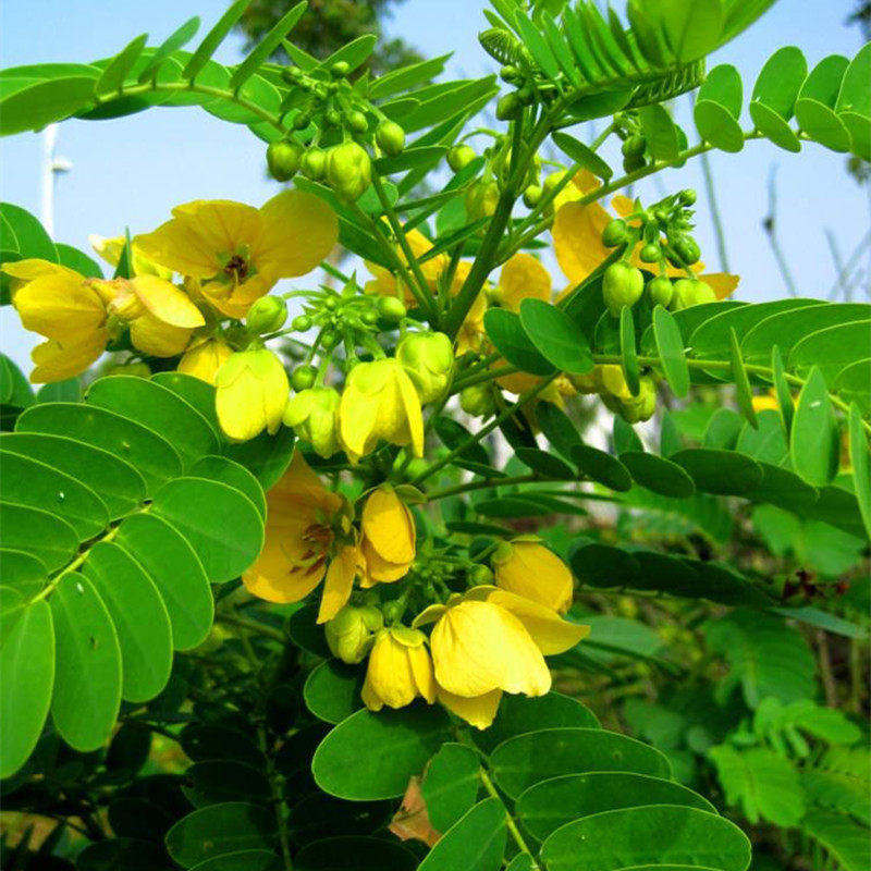 蛇灭门种子望江南野决明籽驱蛇草种孑凤凰草野生盆栽苗蛇灭门种籽