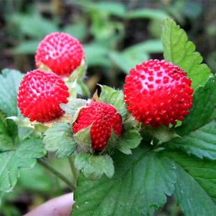 蛇莓种子地莓野生蛇莓蛇果藤三皮含婆盘全草蛇泡草三爪风草种籽子