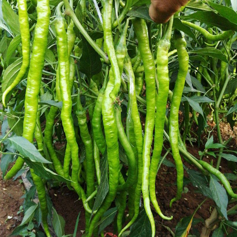 香辣鲜青红两用条线椒种子长条椒杭椒辣椒籽高产抗病露天蔬菜种子