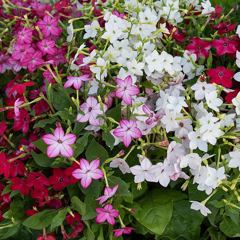 花烟草种子耐热耐旱庭院大长烟仔草花籽多年生花坛室外阳台可盆栽