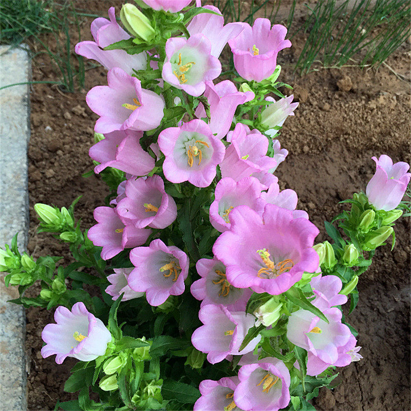 垂吊风铃草种子混色庭院盆栽四季播种阳台室内外喇叭状花期长花卉