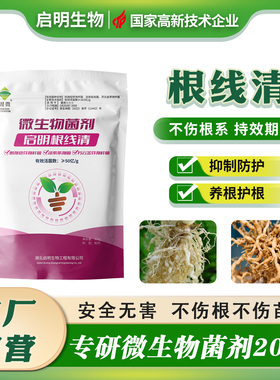 启明根线清根结问题专用微生物菌剂淡紫紫孢菌淡紫拟青霉根瘤根系