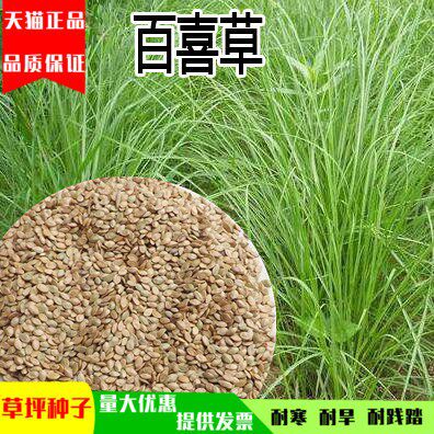 草子百喜草草种子高速公路堤坝护坡草籽固土防水土流失宽叶草坪种