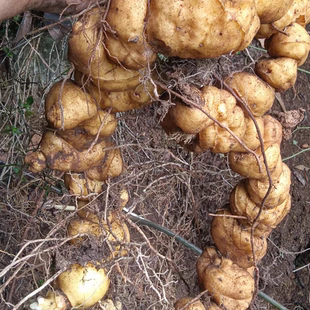 贵州新鲜深山黄精5年以上老虎姜鸡头黄精