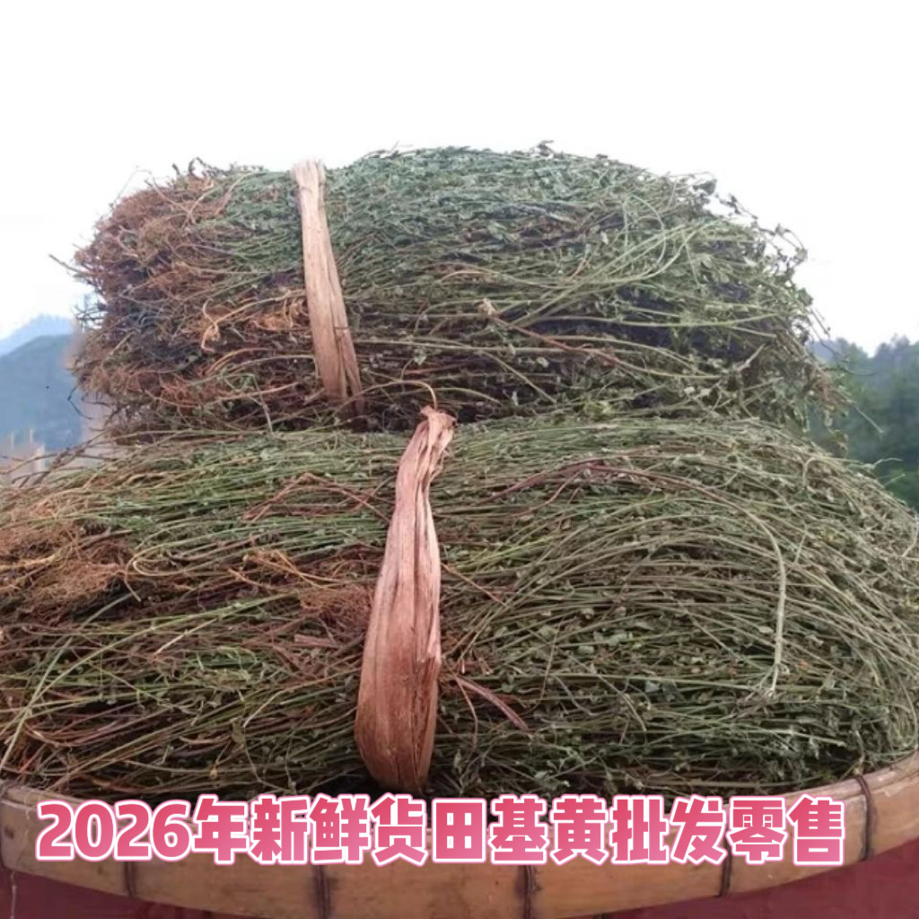 田基黄中草药 广西野生 田基黄中药材地耳草 黄花草 整株 七寸金