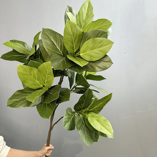 仿真高山榕富贵榕叶子黄金榕孟加拉榕树枝大枝绿植落地盆栽插花叶