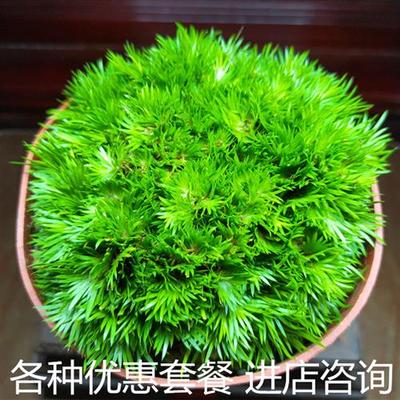 菖蒲苗水培黄金极姬金钱菖蒲草贵船苔天鹅绒龙根老桩附石虎须盆景