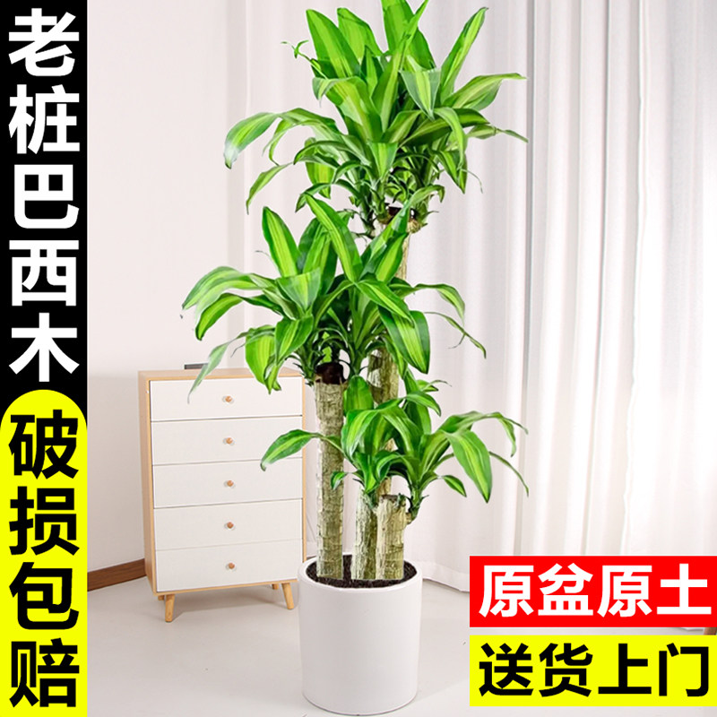 巴西木盆栽室内植物客厅大型幸运木金心巴西铁盆景办公室摆件绿植