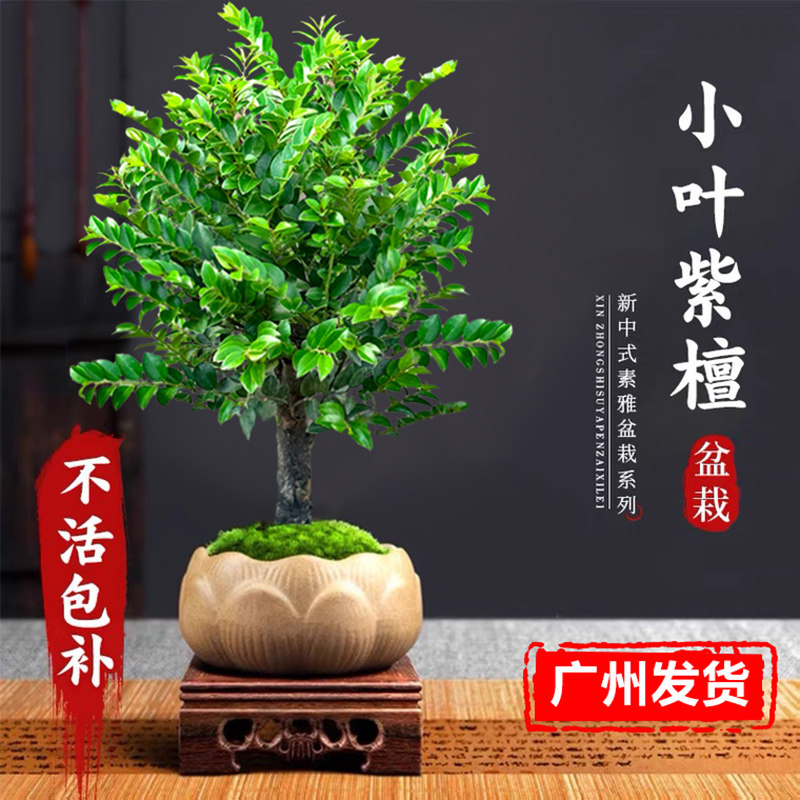 老桩小叶紫檀黑骨茶盆景室内盆栽植物客厅好养名贵花卉办公桌绿植,鲜花速递/花卉仿真/绿植园艺,绿植,淘宝优惠券,粉丝福利购,淘宝优惠卷