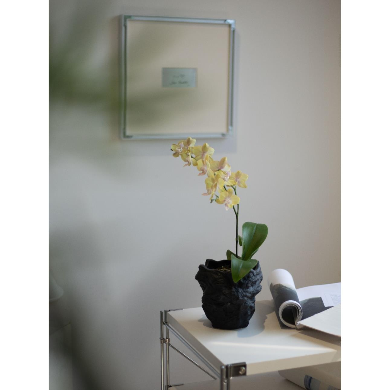 皇妃蝴蝶兰室内办公桌面花卉绿植观花盆景兰花国兰年宵花带花发货