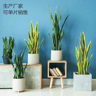 博林三叶龙血叶玉龙血塑料单片可销售室内创意绿植仿真室内装饰