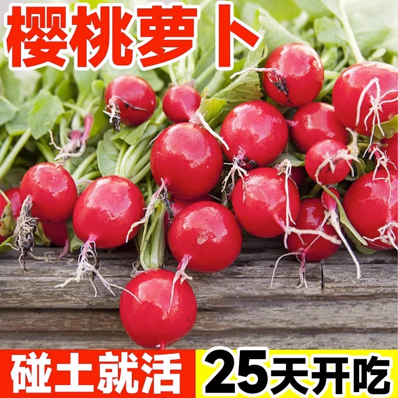 水果樱桃萝卜种籽四季早熟阳台盆栽凤梨萝卜秋冬红白小萝卜种孑苗