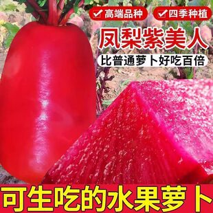 凤梨水果萝卜种子耐热紫美人萝卜籽红心红皮秋冬四季农家蔬菜种子