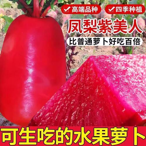 凤梨水果萝卜种子耐热紫美人萝卜籽红心红皮秋冬四季农家蔬菜种子