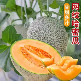 甜瓜新疆哈密瓜种子秧四季香瓜春季种籽孑春天甜瓜南方网纹瓜秧苗