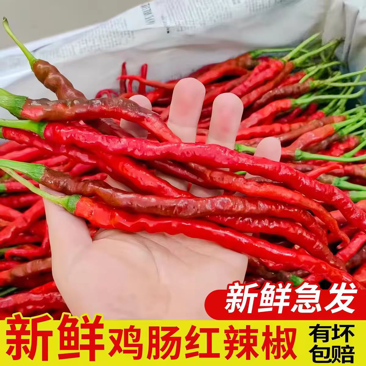 贵州毕节新鲜红线椒现摘现发
