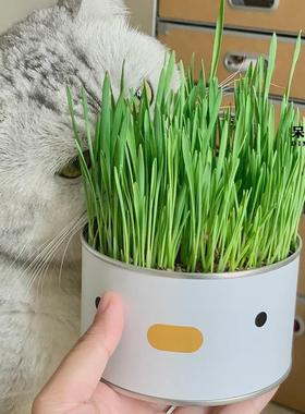cat grass can lazy people have planted ready to eat potted