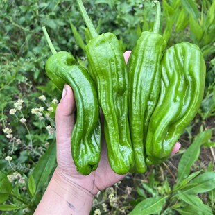 新鲜薄皮青椒辣椒新鲜现摘农家自种青椒薄皮椒微辣芜湖椒虎皮椒