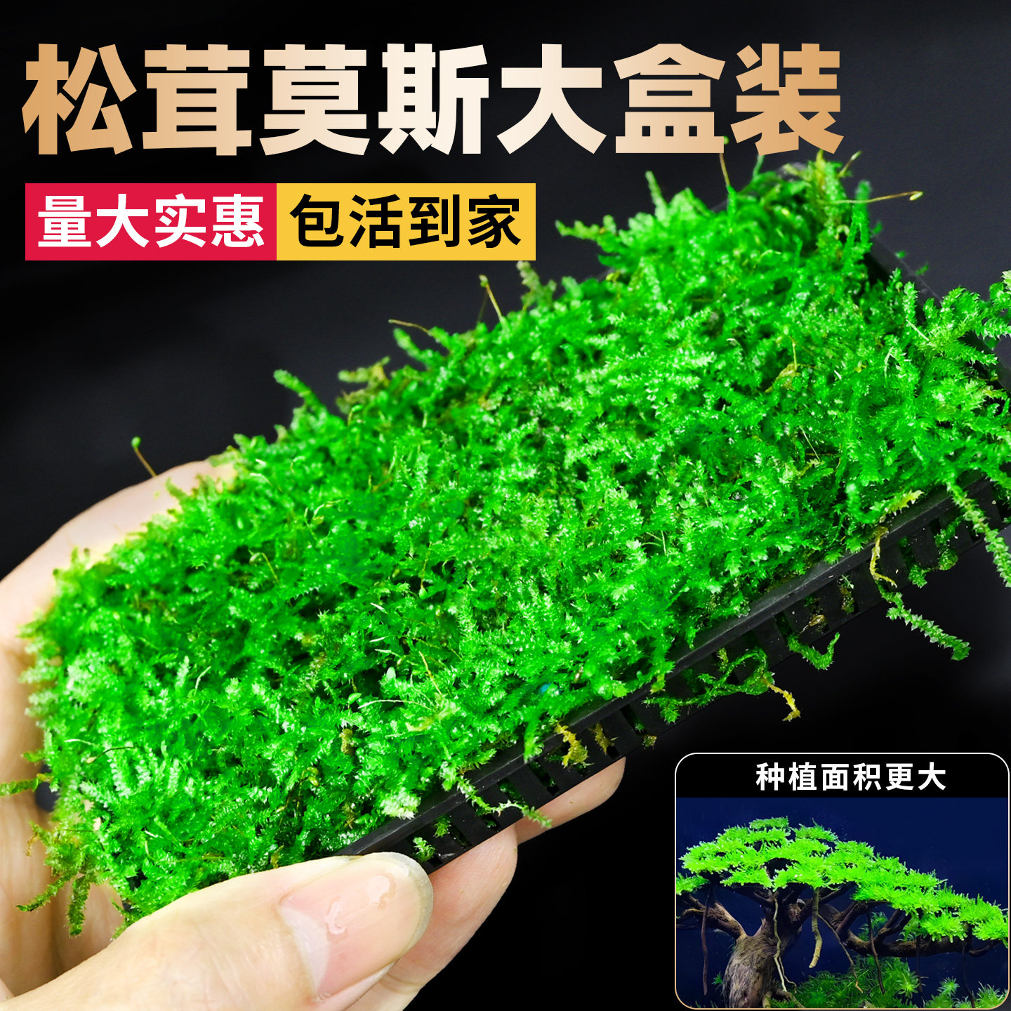 莫斯水草真松茸莫斯盒片鱼缸造景专用慕丝树沉木装饰前景阴性植物