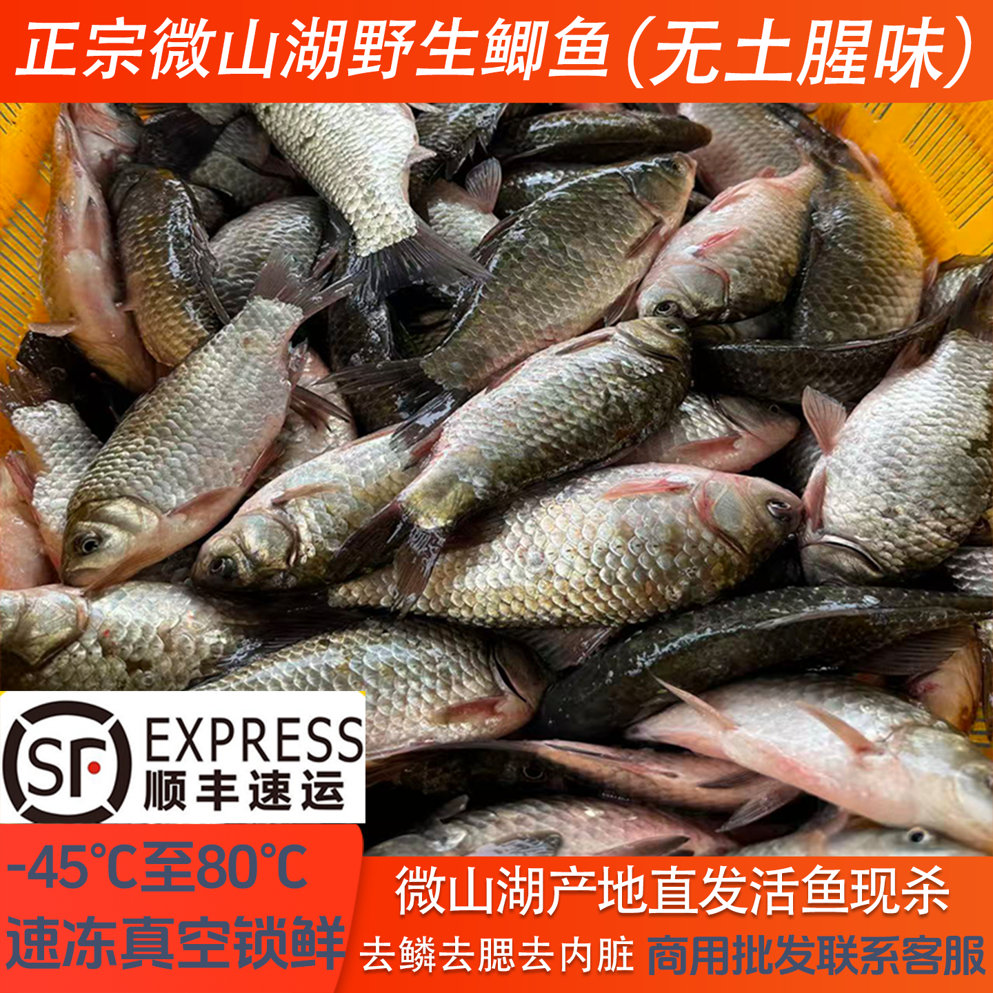 顺丰包邮微山湖原生态鲫鱼无土腥味
