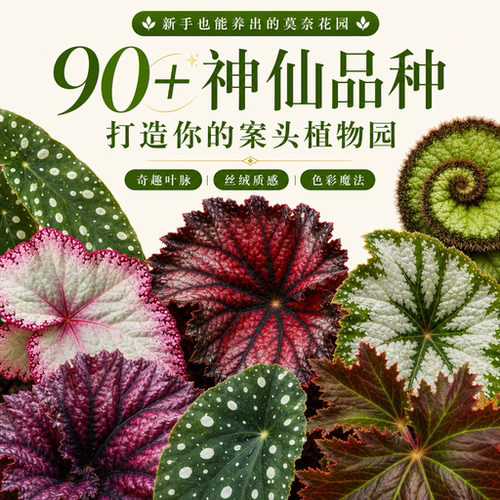 秋海棠盆栽色彩丰富新手友好