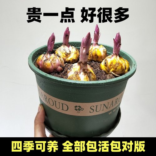 香水百合花种球四季养活盆栽植物