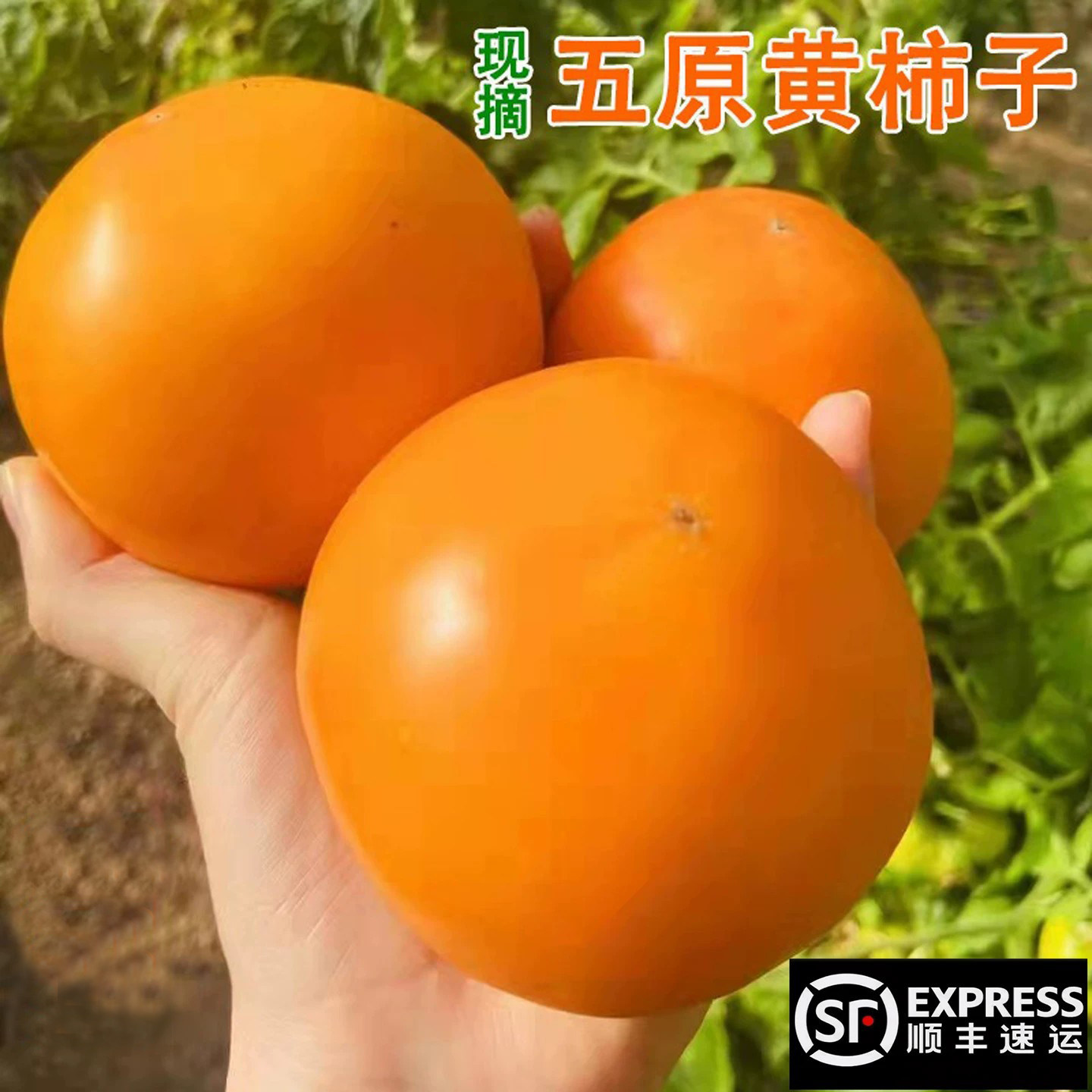 内蒙古五原黄柿子新鲜应季水果自然熟黄色西红柿番茄蔬菜产地包邮