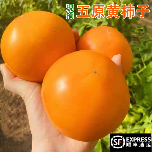 黄柿子新鲜应季产地包邮