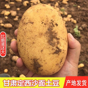 定西土豆黄心沙面5斤9斤净重 正宗甘肃土豆新鲜当季 产地发货