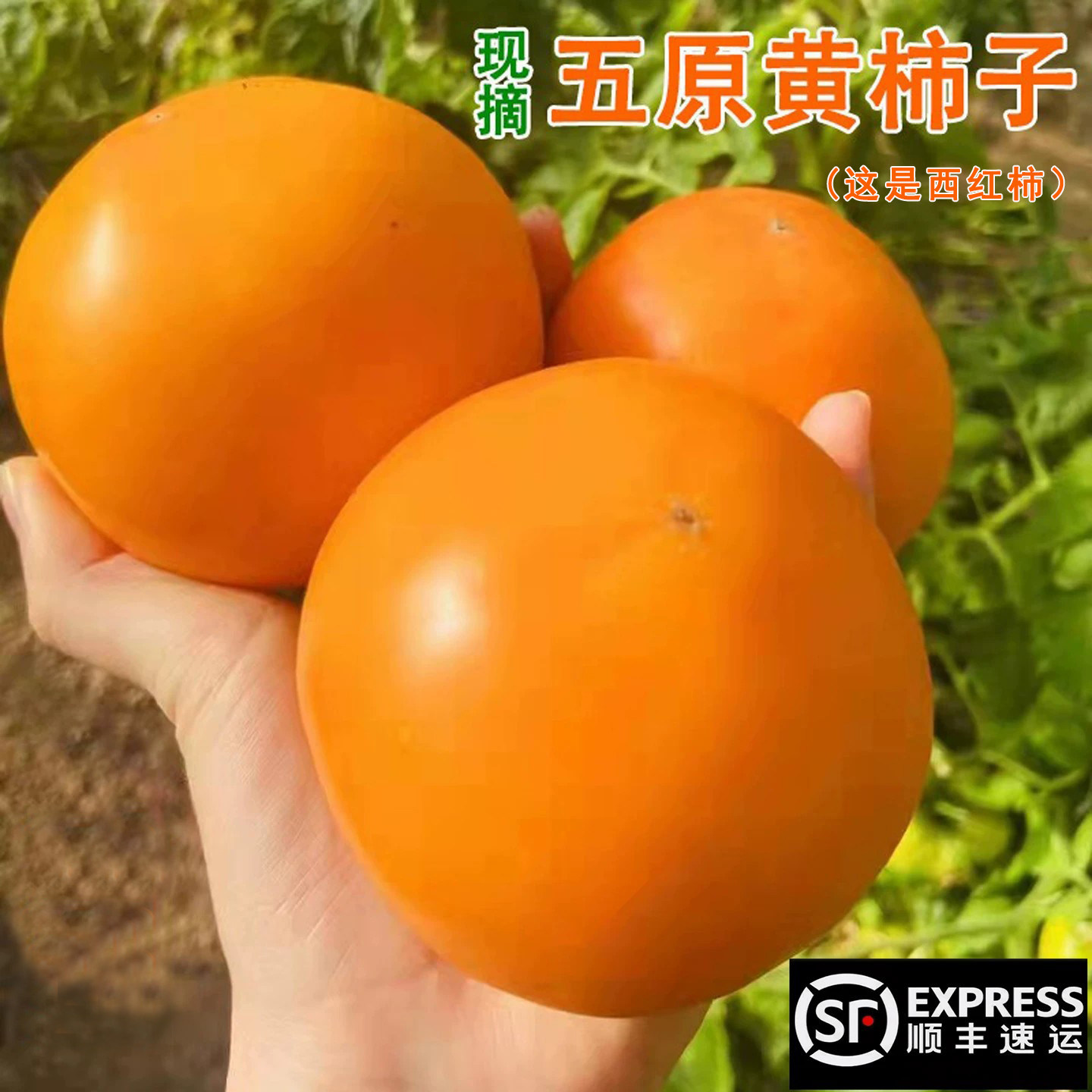 内蒙古五原黄柿子新鲜应季自然熟黄色西红柿番茄蔬菜产地包邮