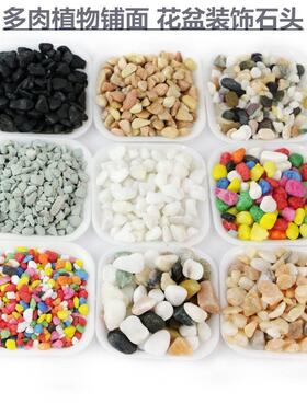 on the new succulent ornamental pebbles pot plant pavement