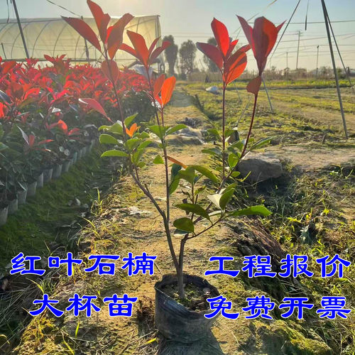 红叶石楠树苗火焰红绿化苗篱笆苗