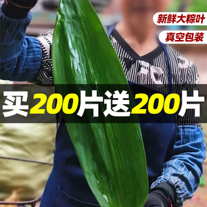 粽叶新鲜粽子叶大号宽粽叶端午包粽子专用的竹叶子商用批发箬叶