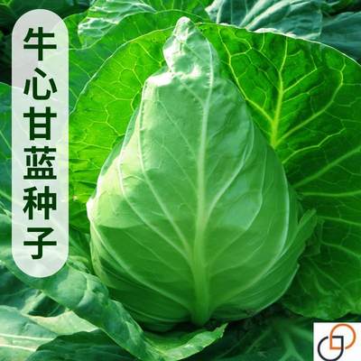 甘兰种子牛心甘蓝春丰包菜大牛角卷心菜种籽农家菜园青菜蔬菜种孑