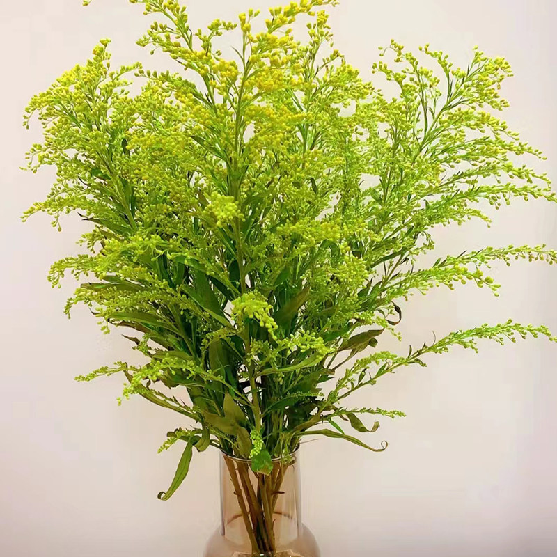 黄莺草鲜花云南直发室内水培绿植花束插花配花配草黄花草鲜切花