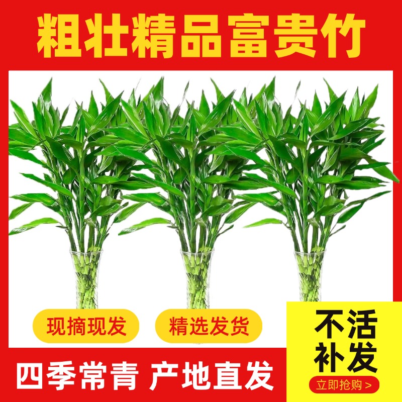 鲜活富贵竹四季好养粗壮常绿观赏