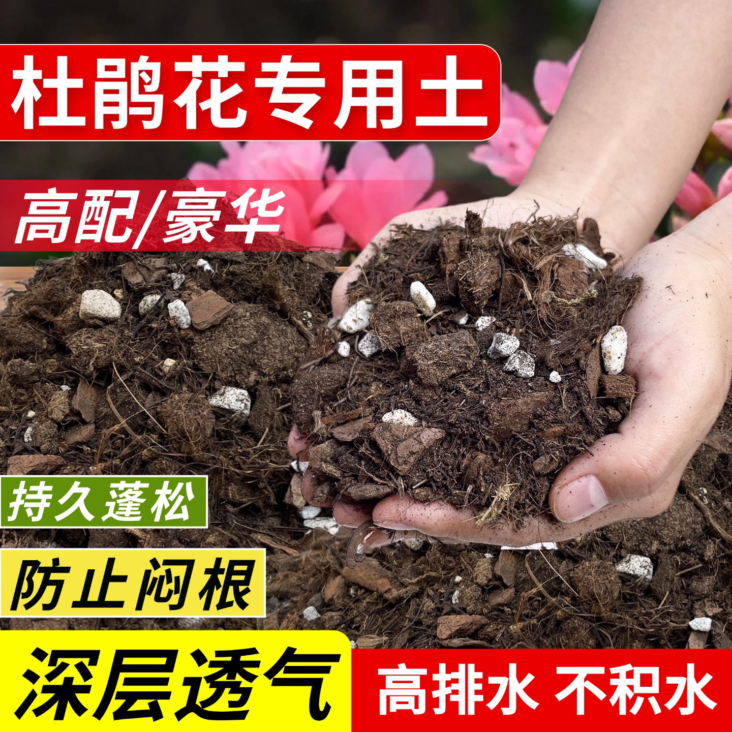 杜鹃花专用土盆栽土小苗四季杜鹃图片