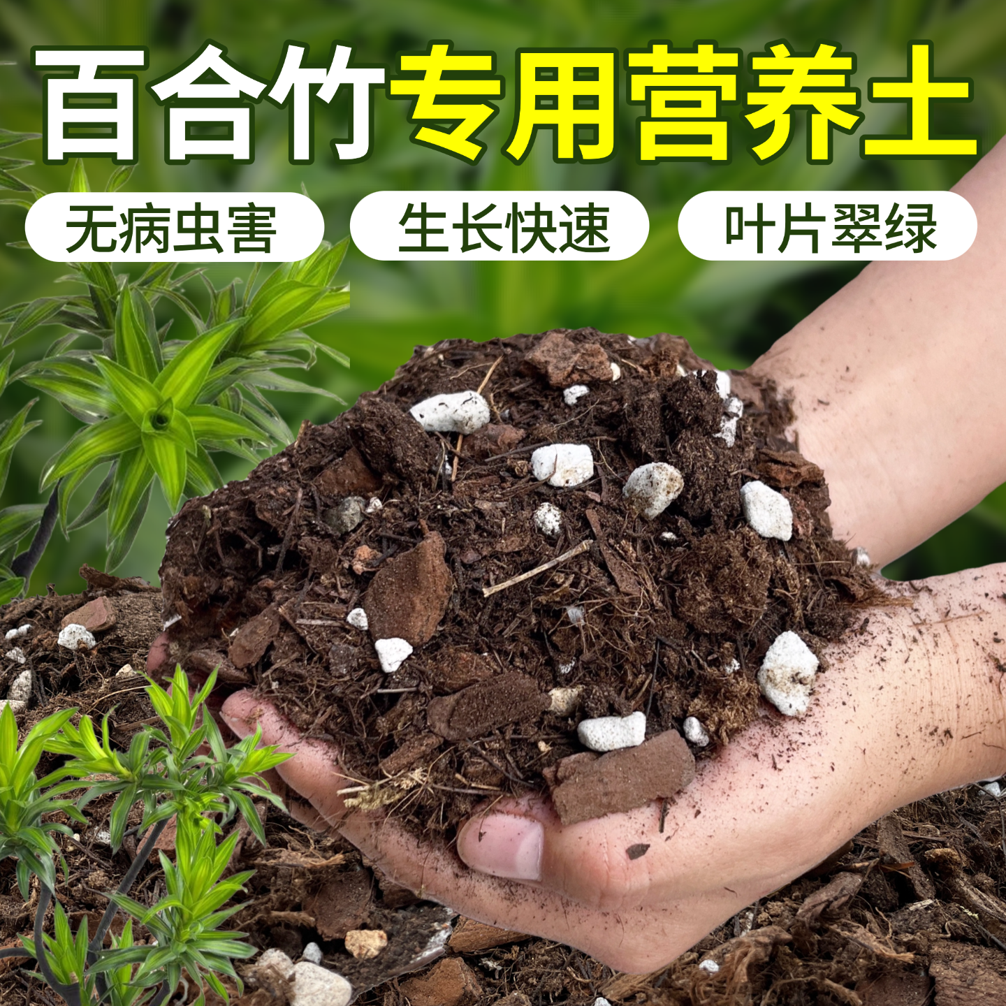 百合竹专用营养土小苗老桩土壤